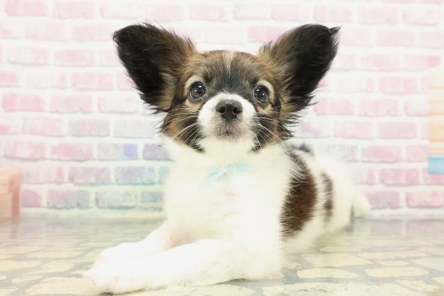 静岡県のパピヨン (Coo&RIKU浜松店/2025年12月21日生まれ/男の子/ホワイトブラウン)の子犬の2枚目の画像