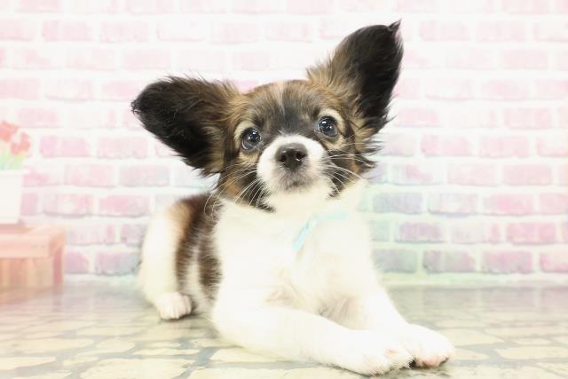 静岡県のパピヨン (Coo&RIKU浜松店/2025年12月21日生まれ/男の子/ホワイトブラウン)の子犬の3枚目の画像