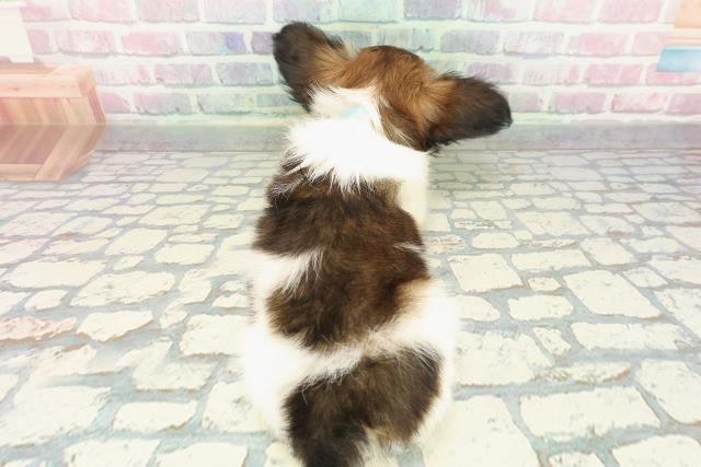 静岡県のパピヨン (Coo&RIKU浜松店/2025年12月21日生まれ/男の子/ホワイトブラウン)の子犬の4枚目の画像