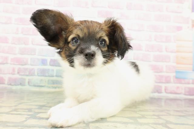 静岡県のパピヨン (Coo&RIKU富士店/2025年12月21日生まれ/男の子/ホワイトブラウン)の子犬の2枚目の画像