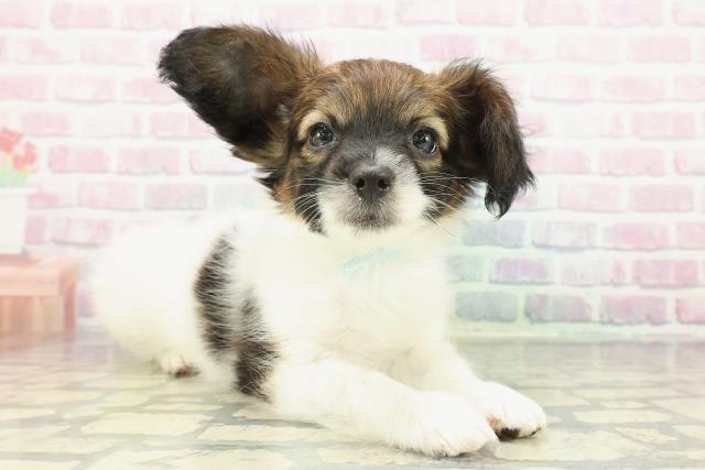 静岡県のパピヨン (Coo&RIKU富士店/2025年12月21日生まれ/男の子/ホワイトブラウン)の子犬の3枚目の画像