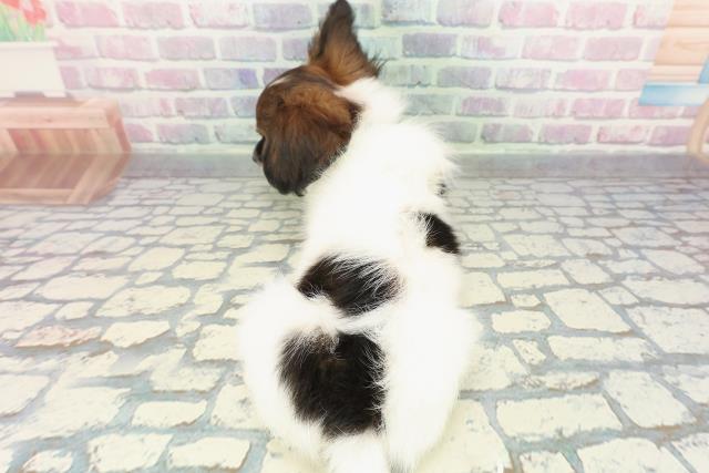 静岡県のパピヨン (Coo&RIKU富士店/2025年12月21日生まれ/男の子/ホワイトブラウン)の子犬の4枚目の画像