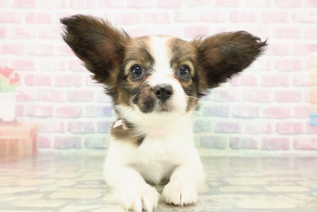 東京都のパピヨン (Coo&RIKU江戸川店/2025年12月21日生まれ/女の子/ホワイトブラウン)の子犬の1枚目の画像