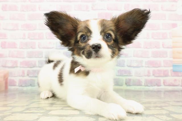 東京都のパピヨン (Coo&RIKU江戸川店/2025年12月21日生まれ/女の子/ホワイトブラウン)の子犬の3枚目の画像