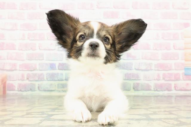 千葉県のパピヨン (Coo&RIKU南柏店/2025年12月21日生まれ/女の子/ホワイトブラウン)の子犬の1枚目の画像