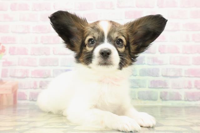 千葉県のパピヨン (Coo&RIKU南柏店/2025年12月21日生まれ/女の子/ホワイトブラウン)の子犬の3枚目の画像