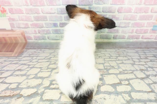 千葉県のパピヨン (Coo&RIKU南柏店/2025年12月21日生まれ/女の子/ホワイトブラウン)の子犬の4枚目の画像