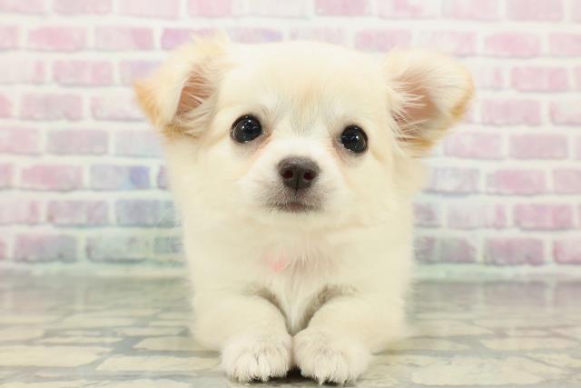 チワワ(ロングコート)