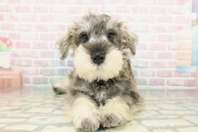 静岡県のミニチュアシュナウザー (Coo&RIKU富士店/2025年12月10日生まれ/男の子/ソルトペッパー)の子犬の1枚目の画像