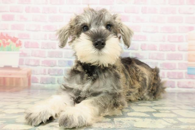 静岡県のミニチュアシュナウザー (Coo&RIKU富士店/2025年12月10日生まれ/男の子/ソルトペッパー)の子犬の2枚目の画像