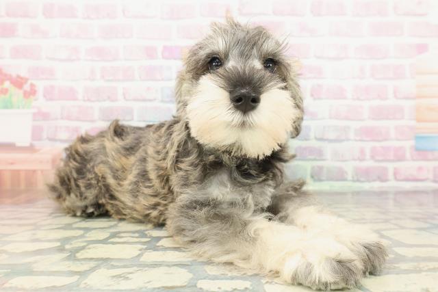 静岡県のミニチュアシュナウザー (Coo&RIKU富士店/2025年12月10日生まれ/男の子/ソルトペッパー)の子犬の3枚目の画像