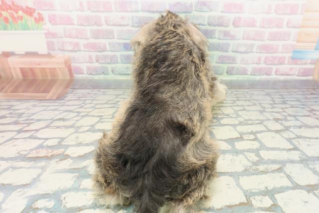 静岡県のミニチュアシュナウザー (Coo&RIKU富士店/2025年12月10日生まれ/男の子/ソルトペッパー)の子犬の4枚目の画像