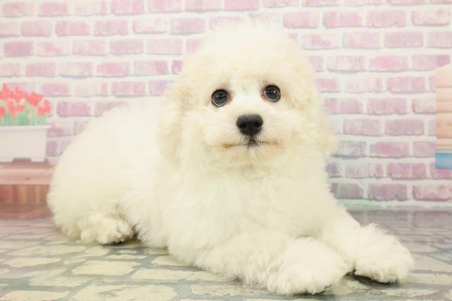 千葉県のビションフリーゼ (Coo&RIKUアクロスモール新鎌ケ谷店/2025年12月4日生まれ/女の子/ホワイト)の子犬の3枚目の画像