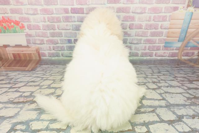 千葉県のビションフリーゼ (Coo&RIKUアクロスモール新鎌ケ谷店/2025年12月4日生まれ/女の子/ホワイト)の子犬の4枚目の画像