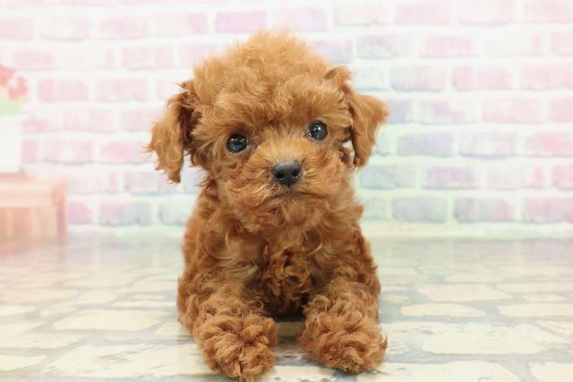 栃木県のトイプードル(トイ) (Coo&RIKU足利店/2025年12月16日生まれ/女の子/レッド)の子犬の1枚目の画像