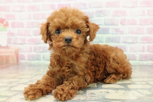 栃木県のトイプードル(トイ) (Coo&RIKU足利店/2025年12月16日生まれ/女の子/レッド)の子犬の2枚目の画像