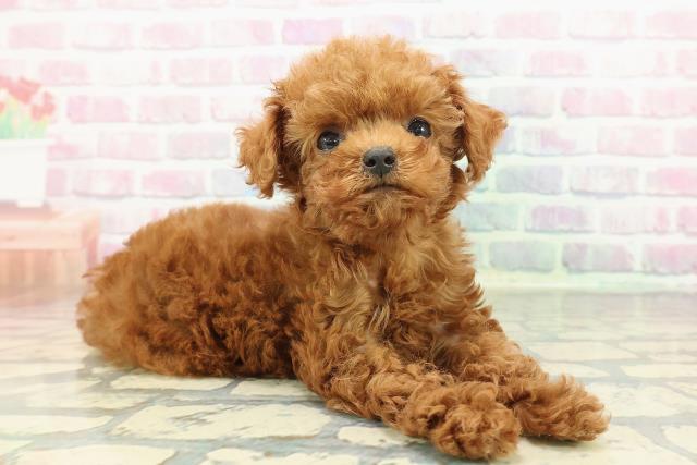 栃木県のトイプードル(トイ) (Coo&RIKU足利店/2025年12月16日生まれ/女の子/レッド)の子犬の3枚目の画像