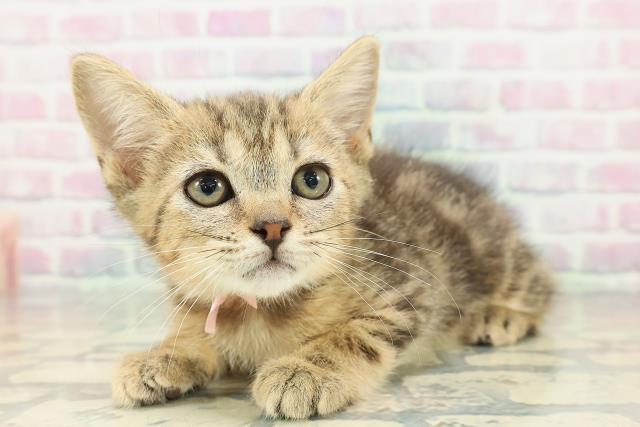 静岡県のマンチカン (Coo&RIKU掛川店/2025年12月3日生まれ/女の子/ブラウンタビー)の子猫の2枚目の画像