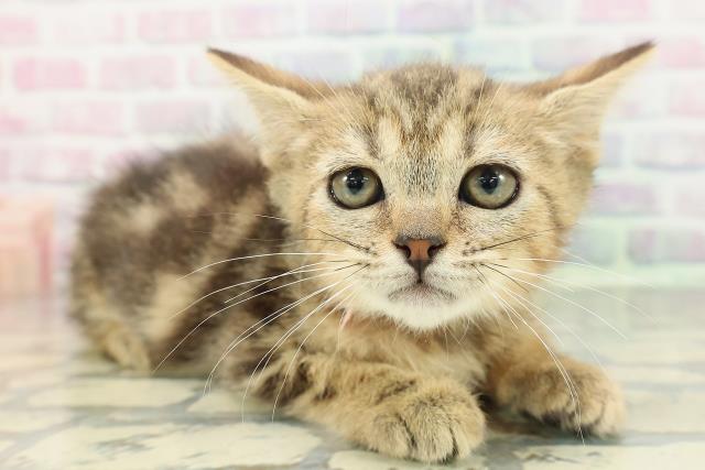 静岡県のマンチカン (Coo&RIKU掛川店/2025年12月3日生まれ/女の子/ブラウンタビー)の子猫の3枚目の画像