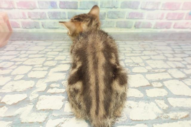 静岡県のマンチカン (Coo&RIKU掛川店/2025年12月3日生まれ/女の子/ブラウンタビー)の子猫の4枚目の画像