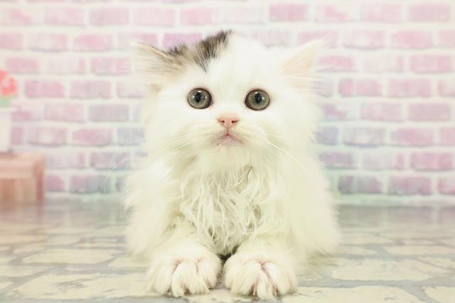 広島県のサイベリアン (Coo&RIKU広島中央店/2025年12月14日生まれ/女の子/ブラウンタビーホワイト)の子猫の1枚目の画像