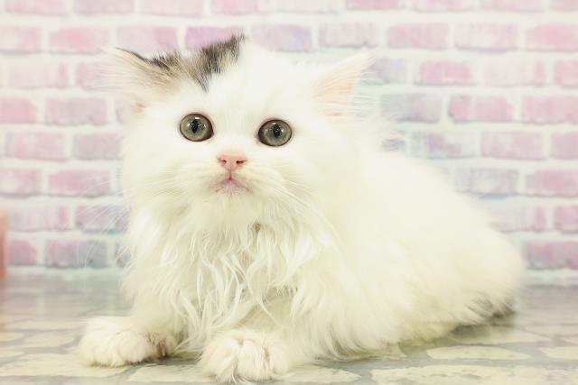 広島県のサイベリアン (Coo&RIKU広島中央店/2025年12月14日生まれ/女の子/ブラウンタビーホワイト)の子猫の2枚目の画像