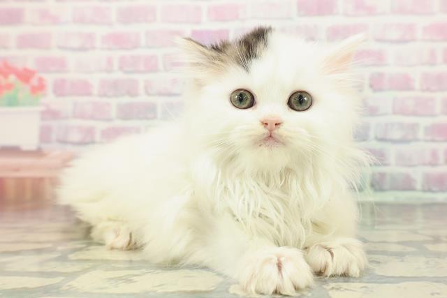 広島県のサイベリアン (Coo&RIKU広島中央店/2025年12月14日生まれ/女の子/ブラウンタビーホワイト)の子猫の3枚目の画像