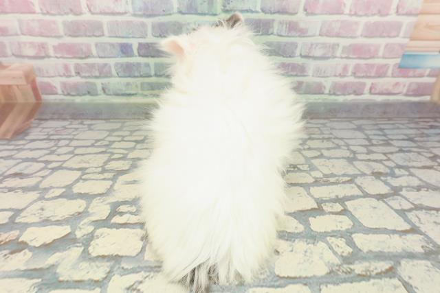 広島県のサイベリアン (Coo&RIKU広島中央店/2025年12月14日生まれ/女の子/ブラウンタビーホワイト)の子猫の4枚目の画像