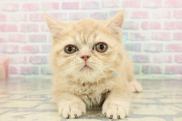 ブリティッシュショートヘアー