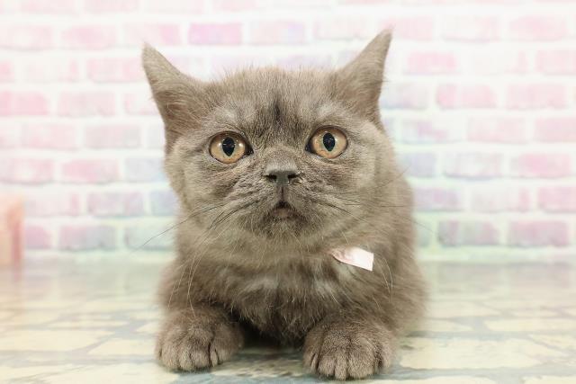 東京都のブリティッシュショートヘアー (Coo&RIKUフレスポ住吉店/2025年12月10日生まれ/女の子/ブルースモーク)の子猫の1枚目の画像