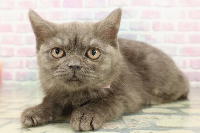 東京都のブリティッシュショートヘアー (Coo&RIKUフレスポ住吉店/2025年12月10日生まれ/女の子/ブルースモーク)の子猫の2枚目の画像