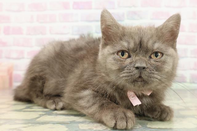 東京都のブリティッシュショートヘアー (Coo&RIKUフレスポ住吉店/2025年12月10日生まれ/女の子/ブルースモーク)の子猫の3枚目の画像
