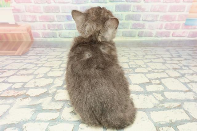 東京都のブリティッシュショートヘアー (Coo&RIKUフレスポ住吉店/2025年12月10日生まれ/女の子/ブルースモーク)の子猫の4枚目の画像