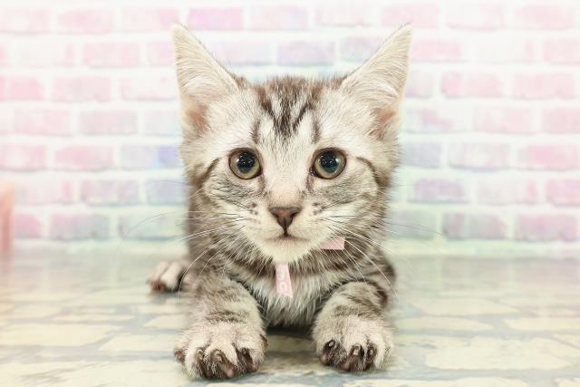 アメリカンショートヘアー