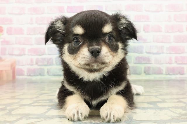 2025年12月17日生まれのチワワ(ロング)