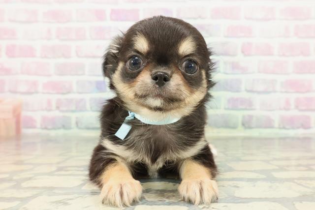 2025年12月17日生まれのチワワ(ロング)