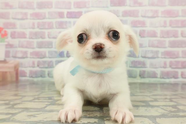 2025年12月17日生まれのチワワ(ロング)