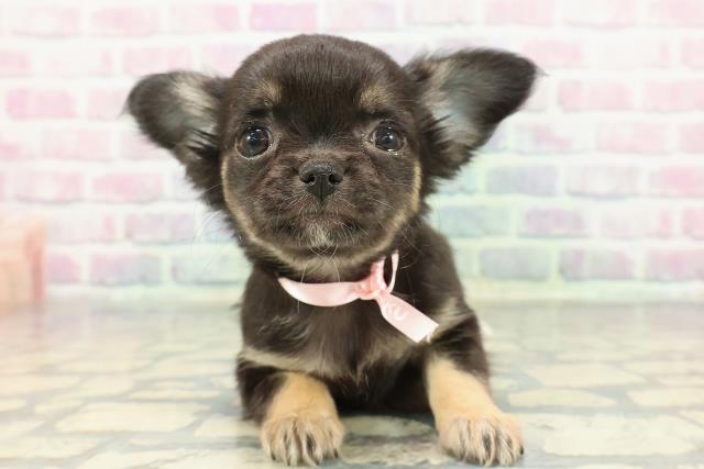 東京都のチワワ(ロング) (Coo&RIKU赤坂店/2025年12月17日生まれ/女の子/ブラックタン)の子犬の1枚目の画像