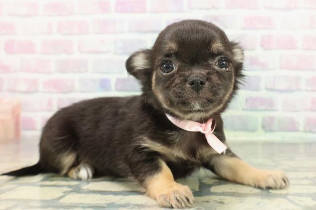 東京都のチワワ(ロング) (Coo&RIKU赤坂店/2025年12月17日生まれ/女の子/ブラックタン)の子犬の3枚目の画像