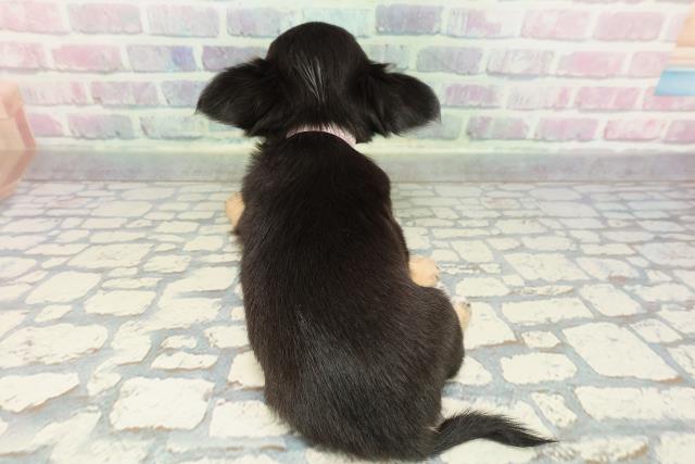 東京都のチワワ(ロング) (Coo&RIKU赤坂店/2025年12月17日生まれ/女の子/ブラックタン)の子犬の4枚目の画像