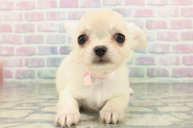 東京都のチワワ(ロング) (Coo&RIKU広尾店/2025年12月17日生まれ/女の子/クリーム)の子犬の1枚目の画像