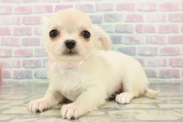 東京都のチワワ(ロング) (Coo&RIKU広尾店/2025年12月17日生まれ/女の子/クリーム)の子犬の2枚目の画像