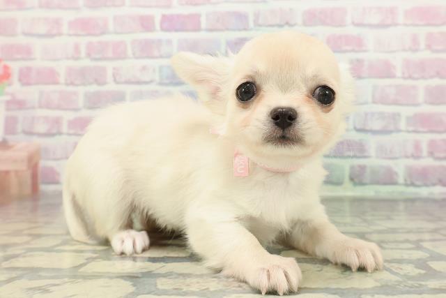 東京都のチワワ(ロング) (Coo&RIKU広尾店/2025年12月17日生まれ/女の子/クリーム)の子犬の3枚目の画像