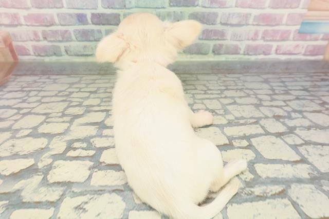 東京都のチワワ(ロング) (Coo&RIKU広尾店/2025年12月17日生まれ/女の子/クリーム)の子犬の4枚目の画像