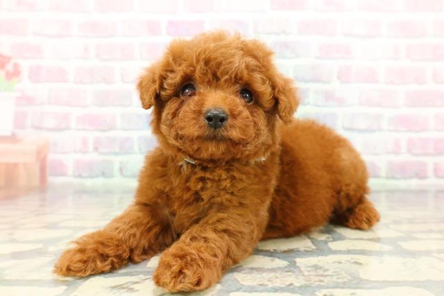 長野県のトイプードル(トイ) (Coo&RIKU綿半中野店/2025年12月21日生まれ/男の子/レッド)の子犬の2枚目の画像