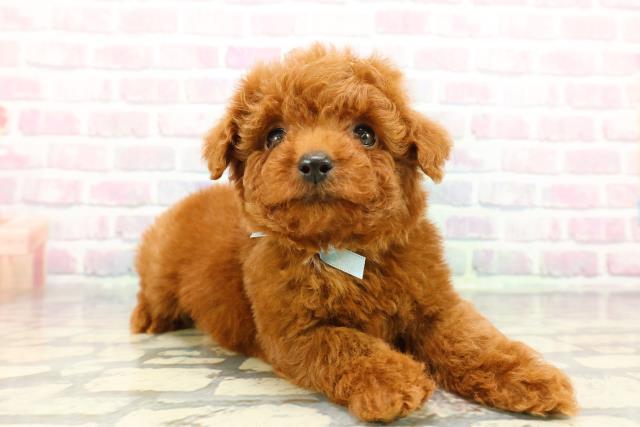 長野県のトイプードル(トイ) (Coo&RIKU綿半中野店/2025年12月21日生まれ/男の子/レッド)の子犬の3枚目の画像