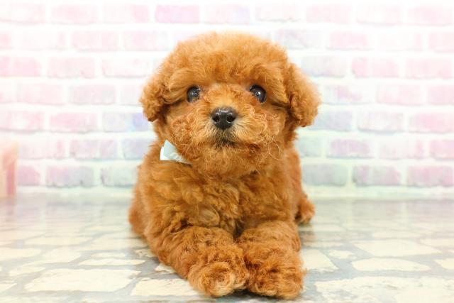 福島県のトイプードル(トイ) (Coo&RIKU会津若松店/2025年12月21日生まれ/男の子/レッド)の子犬の1枚目の画像