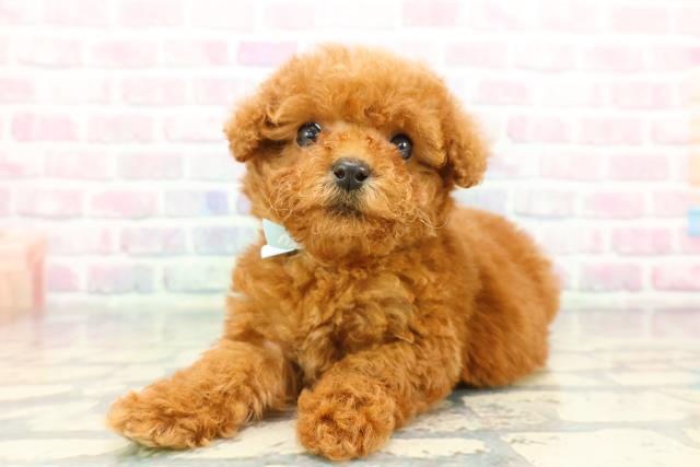 福島県のトイプードル(トイ) (Coo&RIKU会津若松店/2025年12月21日生まれ/男の子/レッド)の子犬の2枚目の画像