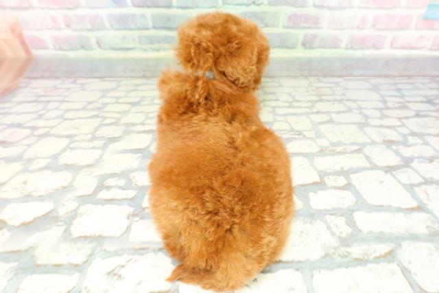福島県のトイプードル(トイ) (Coo&RIKU会津若松店/2025年12月21日生まれ/男の子/レッド)の子犬の4枚目の画像
