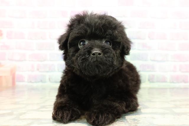沖縄県のトイプードル(トイ) (Coo&RIKU石垣店/2025年12月21日生まれ/男の子/ブラック)の子犬の1枚目の画像